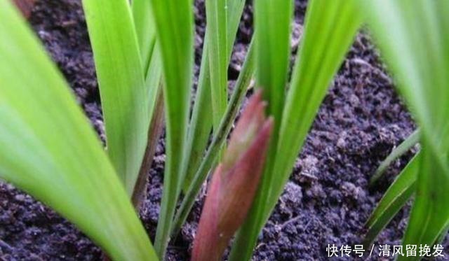 白水煮“它”,用来浇花,30天“兰花”长满小白芽