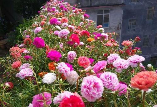 春天养盆太阳花，种子撒在土壤里，发芽快绽放层叠群花！