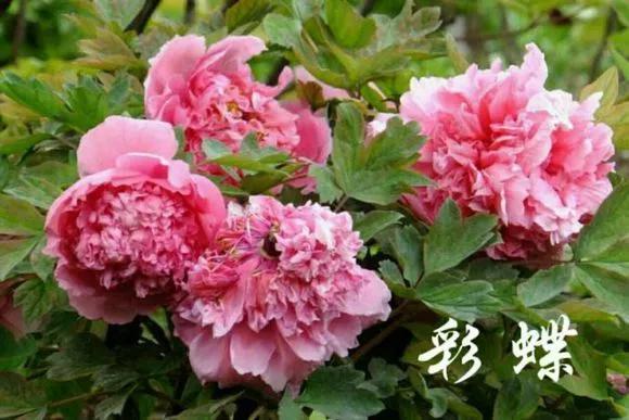 喜欢牡丹花，却一不小心买到芍药！附牡丹花品种图鉴大全