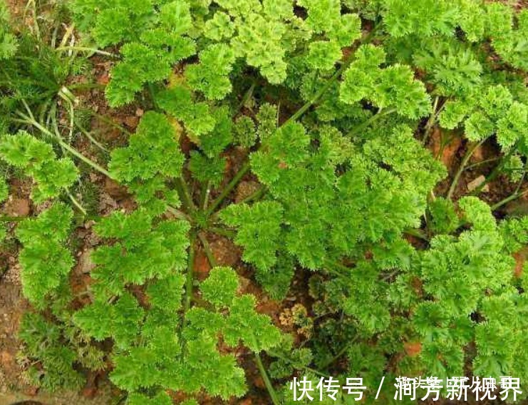 要点|孜然祛寒除湿,杀菌抑菌,植物孜然种植四要点,收获高品质孜然来