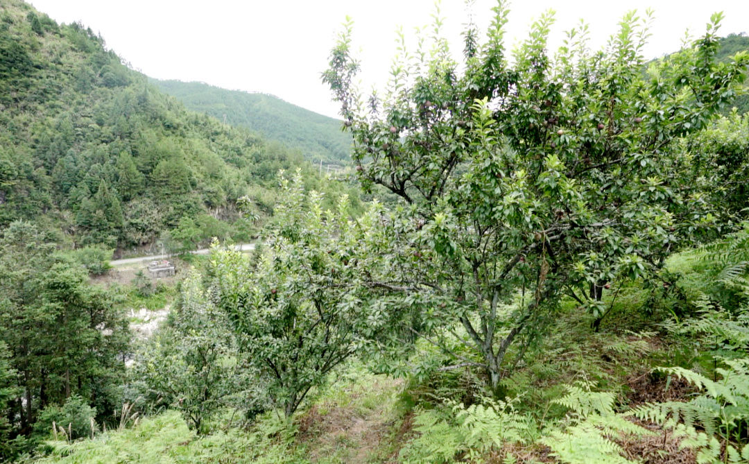 夏日献|夏日献“李”，景宁英川红心李美味挡不住~