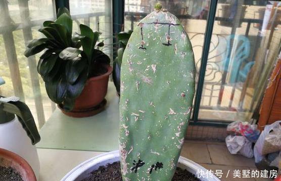 叶片|盆栽仙人掌,这样来养,叶片又宽又大,嫁接5层蟹爪兰太壮观啦