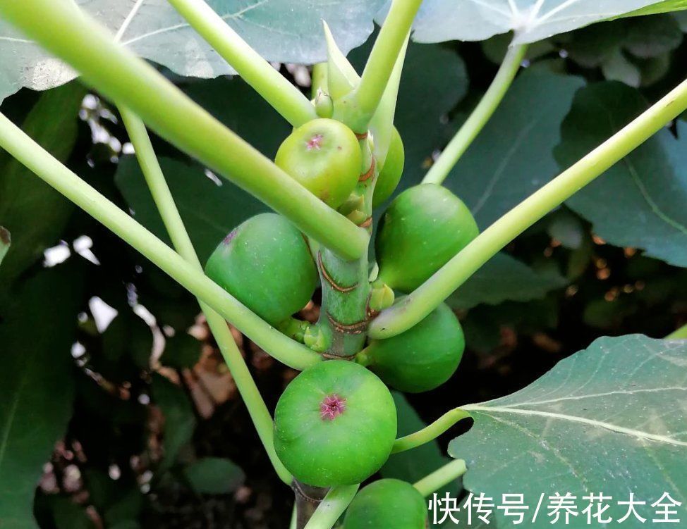 “家有果树,四季镇宅”,养盆果树,满枝结果有吉祥好兆头