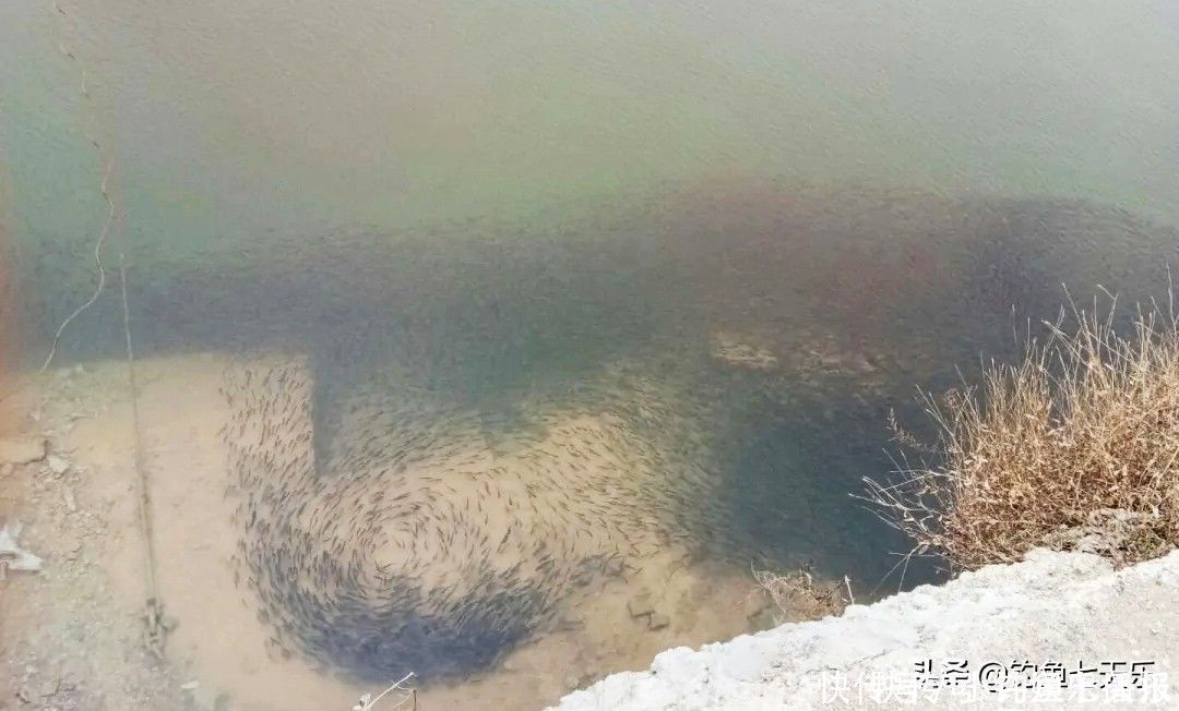 球状|鱼多了也烦恼!重庆出现“球状”罗非鱼群,钓友担心其破坏生态