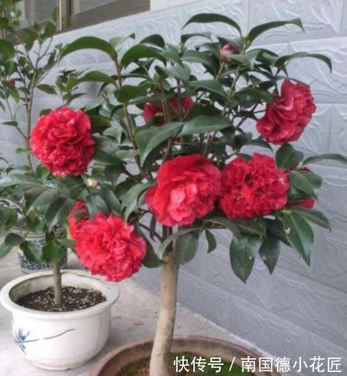 5种耐寒花，皮实好养不怕冻，零下15℃照样生机勃勃，花开满枝