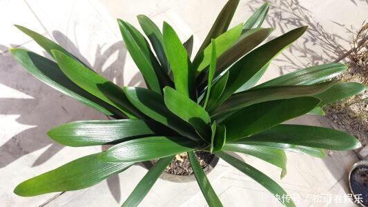 肥沃|秋天养君子兰,盆土里加点它,叶片蹭蹭长爆盆,一盆开花30朵