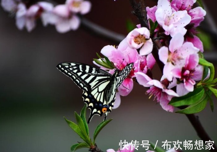 衰运|十二生肖这五大吉祥生肖，下半年家有喜事，衰运不来！