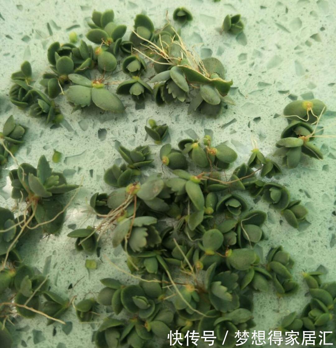 养到烦人的花,盆都不够用,扔掉还很心疼