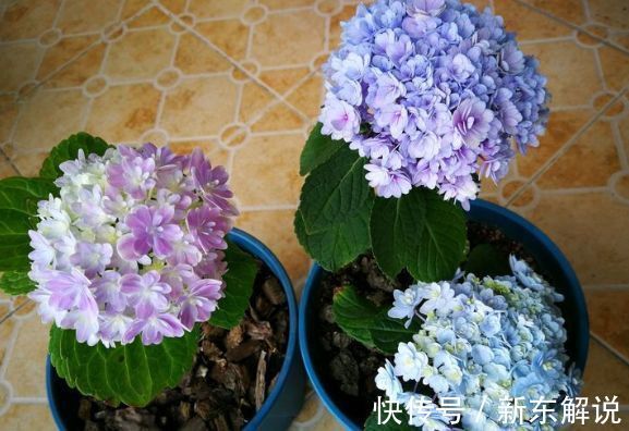 在家中养护花卉,就选颜值高,开花多,花香四溢,香飘十里的花卉