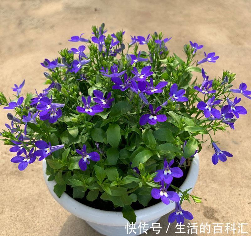 观赏性|养花细节决定成败：搞不定这3点，养一盆黄一盆