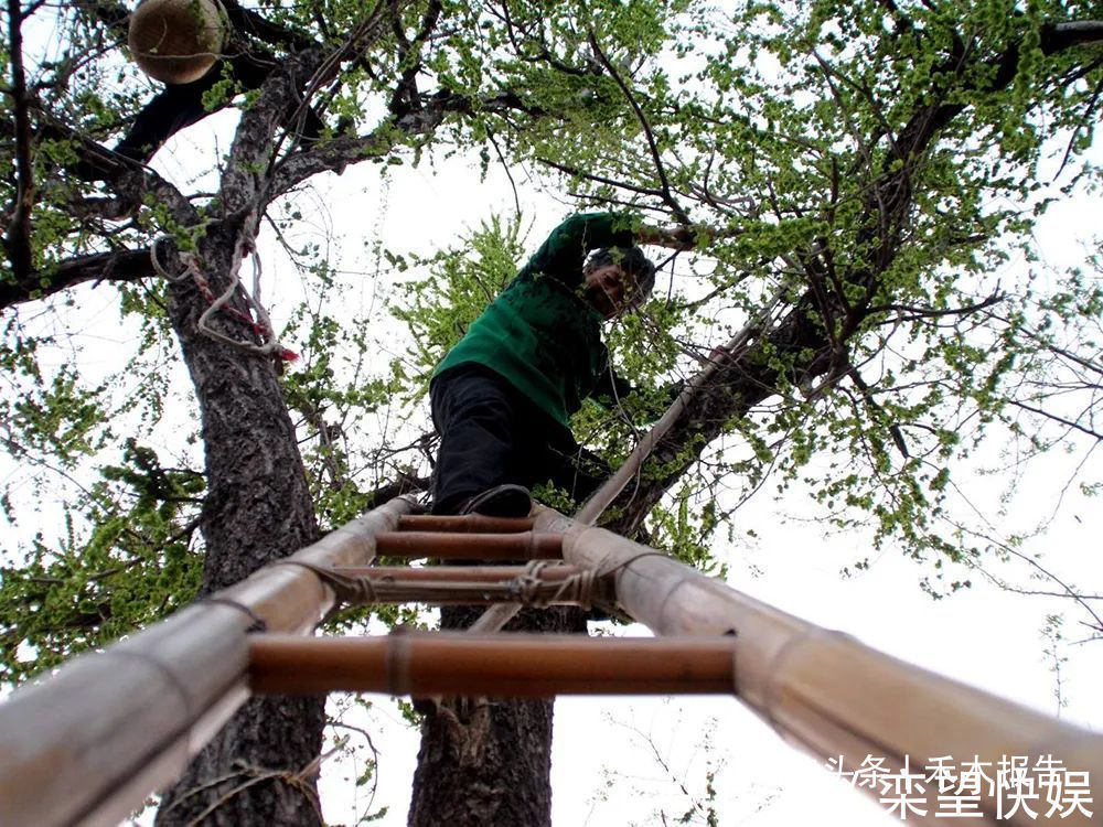 野菜|树上特有野菜,过去当救命粮,如今7元一斤,含钙量是菠菜3倍
