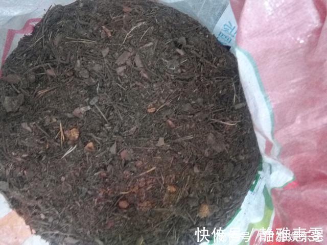 浇水|君子兰是“懒汉”,要懒养,不黄叶不烂根,年年开花多,美呆了