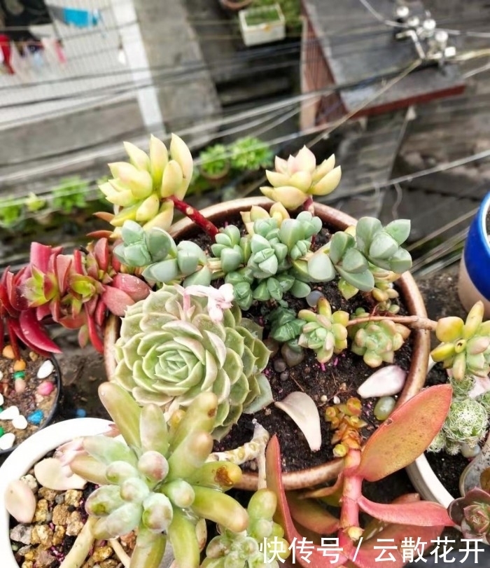 免费的多肉,总是活得特别好