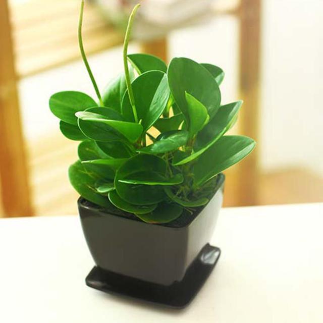 这花称为“电脑杀手”,桌边放几盆减少辐射,养得肉嘟嘟更具生机