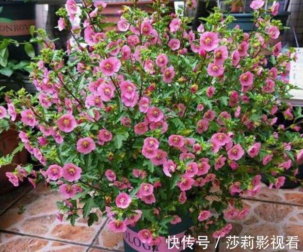 养花就养“4种花”,不怕热不怕冷,适合新手养,年年开花不断!