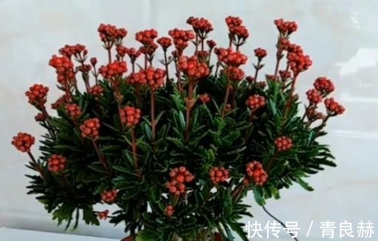 长寿花1盆养多年,养成老桩开花棒,而且子孙几十盆,到处开花!