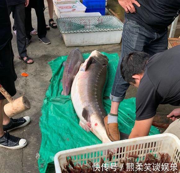 野生|洪水中大量鲟鱼靠岸,各地频繁有人钓获,是中华鲟吗?