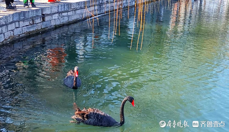 济南百花洲的春天来啦，鸭子、天鹅水中畅游|就地过年?春在身边| 济南百花洲的春天来啦，鸭子、天鹅水中畅游\＂,\＂i12\＂:\＂就地过年?春在身边