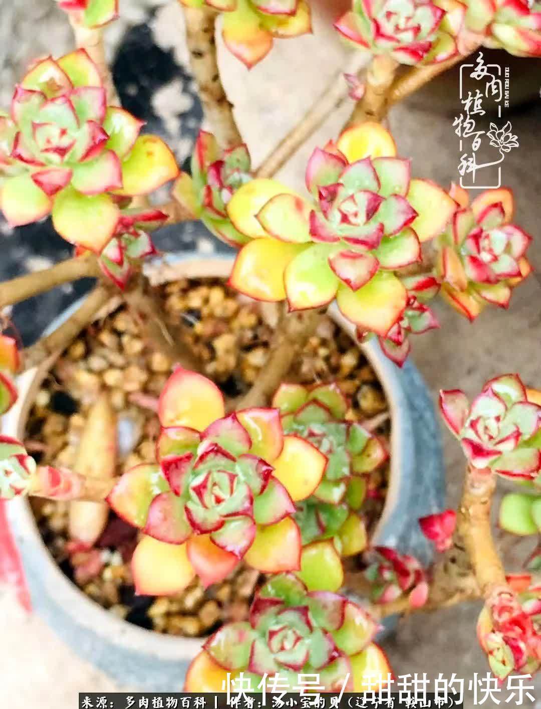 蚧壳虫|远嫁他乡,多肉是我孤寂时最美的陪伴!