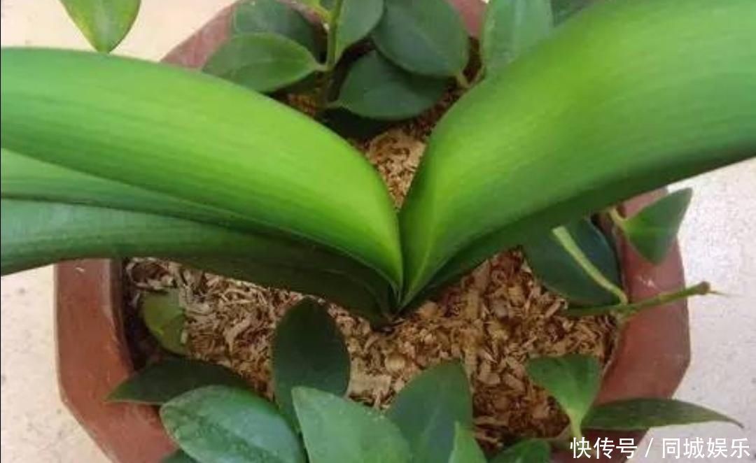 材料|家中养花，盆土容易结板，掺入4种“材料”，松软透气养分丰富