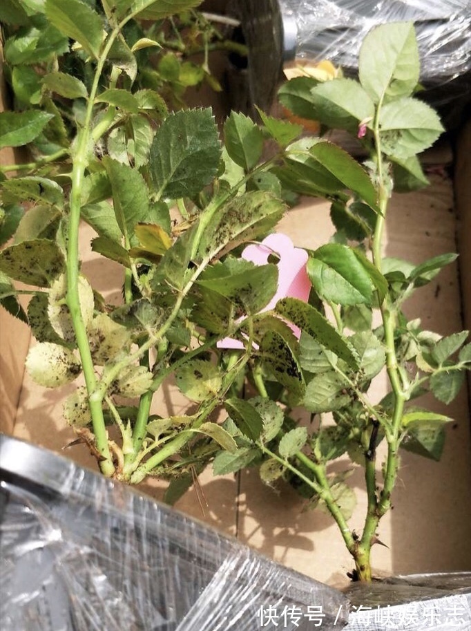 花芽|你扔掉的月季、蝴蝶兰,被我捡回来,养了1个月,嗖嗖冒“花芽”