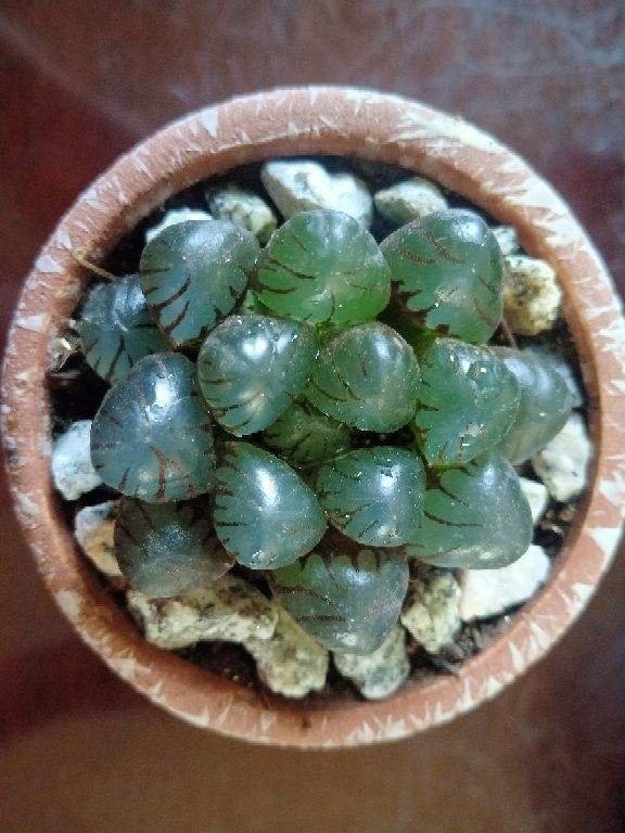 满盆|养花就得学会“捂”,用塑料袋捂一捂,冒出满盆花苞