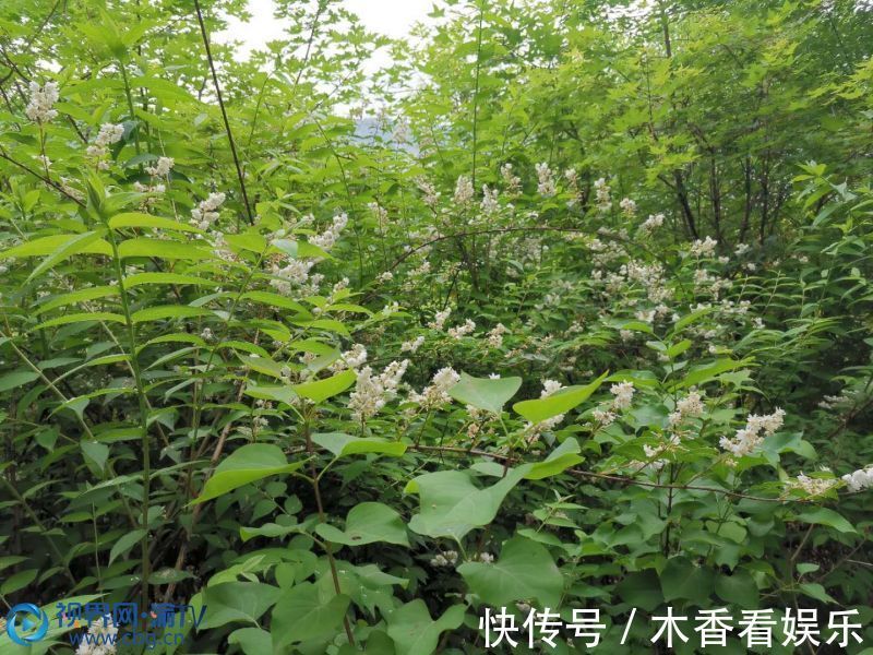 万州|绿树浓荫苍翠欲滴 夏日溲疏花开繁密