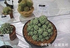 m帝王丸, 霸气的仙人球, 你想养一颗吗?