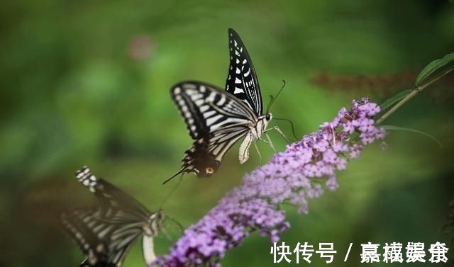 双蝶#蝴蝶诗词28首爱你无由且醉人,双蝶一吻定黄昏