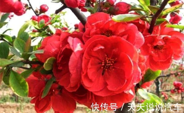 耐寒耐旱的海棠，介绍四个品种你都见过吗，看一眼懂得更多