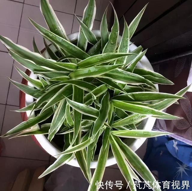 花友|养君子兰虎尾兰,扒点土反而疯长,1个月蹿出10个芽