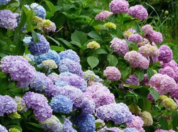 几款花卉,沾土就活,好养又漂亮,养在阳台变成百花园