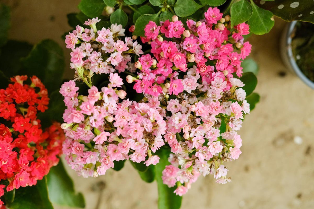 花友|养1盆就上瘾的花，掐根枝条就能活，一盆能生十几盆