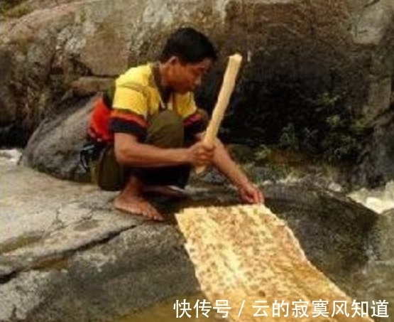 这种树数量稀少,树龄有百年,当地人却冒险这样做