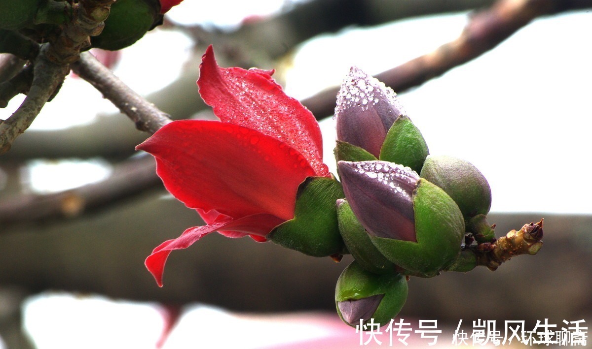 象征文|此花是英雄的花,也是珍惜来之不易的感情,是美好的象征