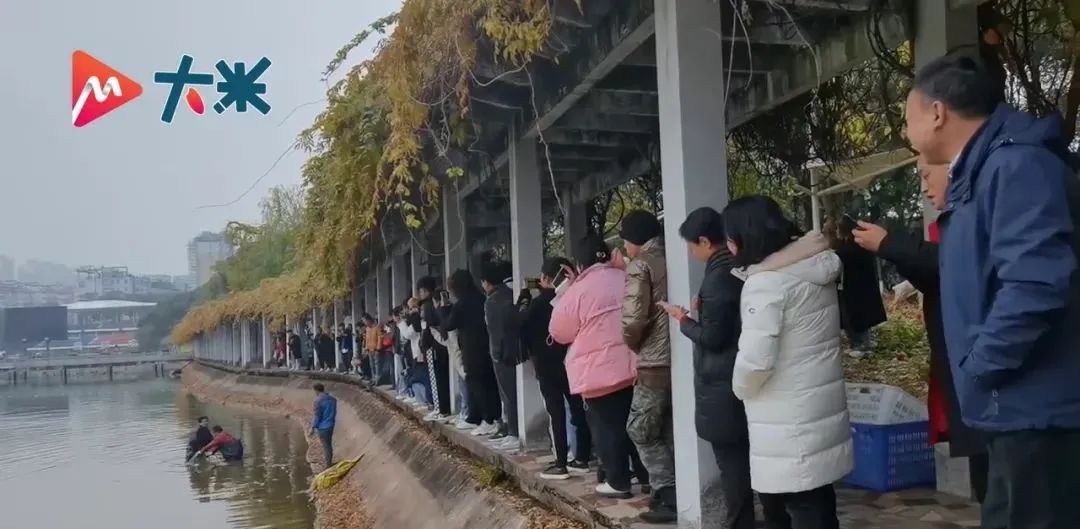 学生|开心迎新年！长沙一学校捞1300斤鱼请学生免费吃