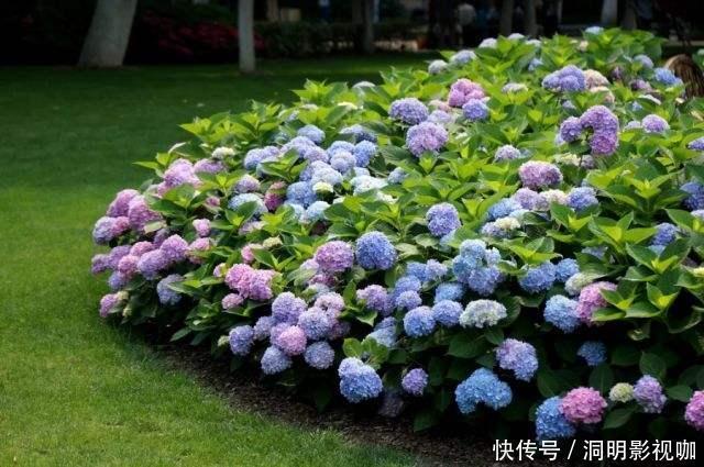 爆盆|抵不住高温花卉全死了,那就剪成“秃秃花”,1个月又重新长爆盆