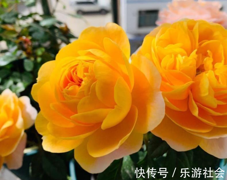 金边瑞香|养花六年,4种花一直不舍得扔,我有喜欢它们的理由