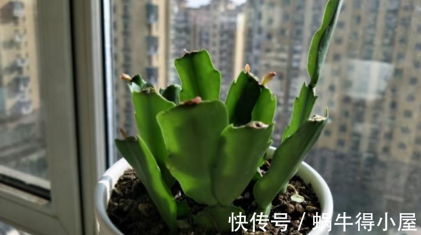 花友|蟹爪兰如何分株、养护防虫害等，该篇文章全部讲透，值得收藏