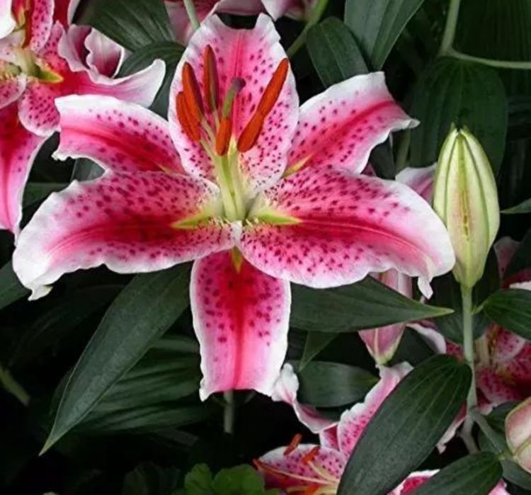 正月二十九，阳台养上4种“富贵花”，旺家好兆头，开花还多