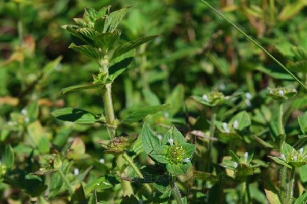 野菜|补钙别再花冤枉钱,农村常见的4种野菜,含钙高,常吃好处多