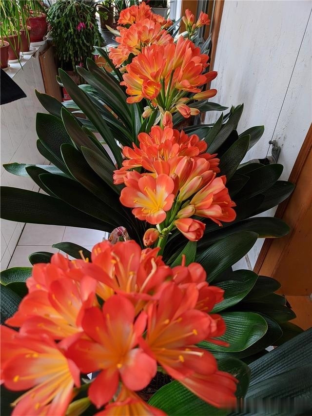 浇灌|君子兰肥足长得壮,4种“肥水”轮着浇,10枝花箭一起蹿出来