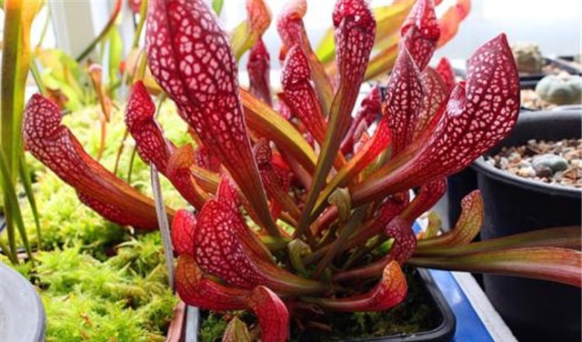 新手养花,适合养一盆“阳台精品”瓶子草,美丽妖艳,美妙动人