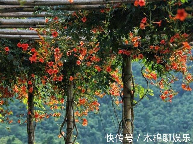 熟悉而陌生的“凌霄花”，掐个枝埋花盆，几年吃掉你的房，太猖狂