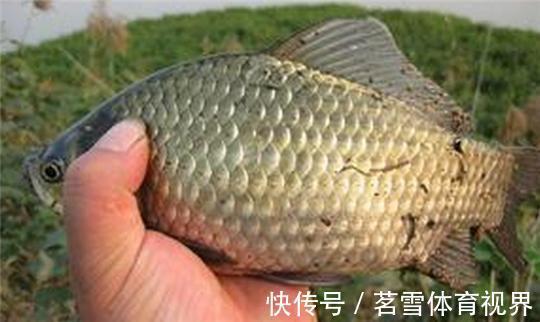 粉饵|钓鲫鱼久不发窝，不妨试试这几种打窝方式，鱼口马上会有变化