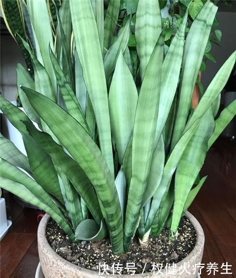 虎皮兰浇2种“水”，蹭蹭长得旺，冒芽一个接一个！