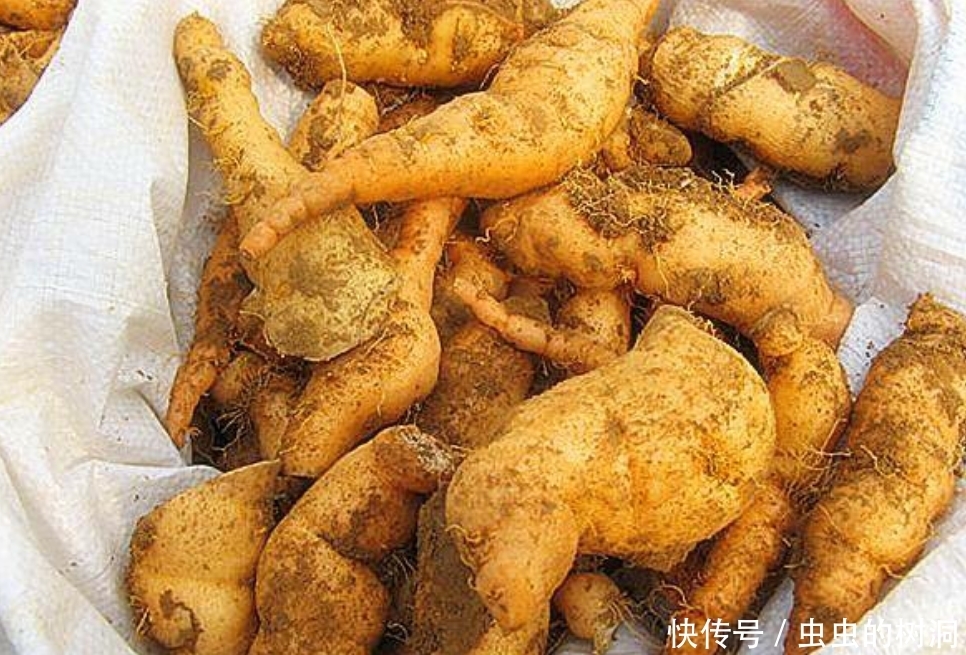 地下|农村野草,人称“小鸡喝酒”,地下藏着“宝贝”,遇见请珍惜