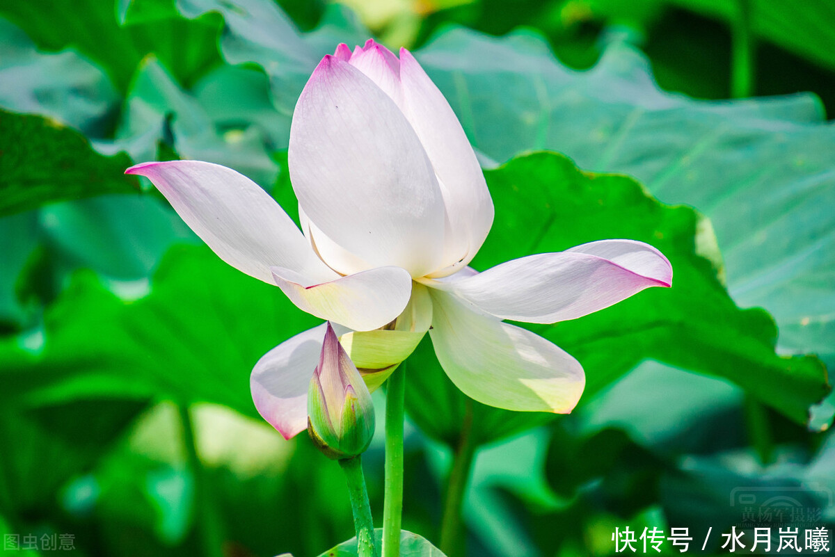 繁华|漫卷时光，岁月留香，倚窗听雨思韶华，静数流年入烟霞