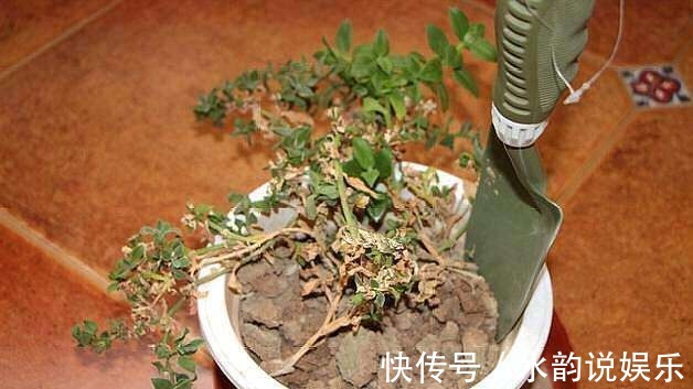 换盆的旧土你都扔了这么做,再板结都能变成肥沃黑土!