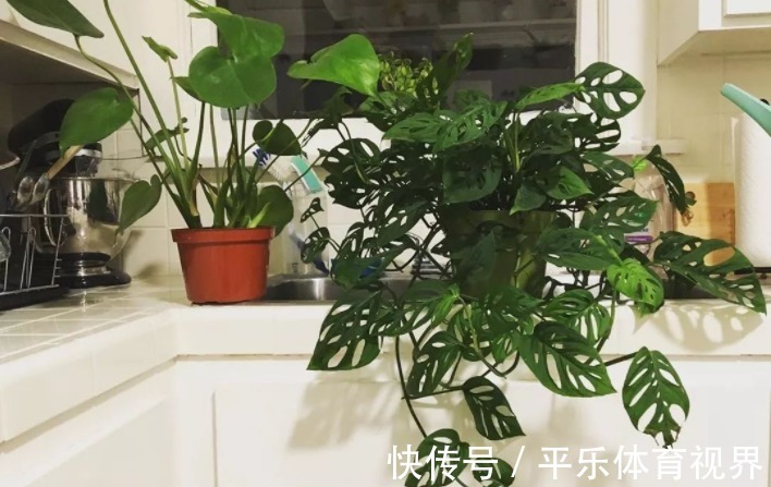 生活中哪些材料富含钾元素，该怎么处理拿来养花？